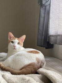 起きている時も可愛らしい、はちくん（画像提供：鯖の味噌煮。さん）