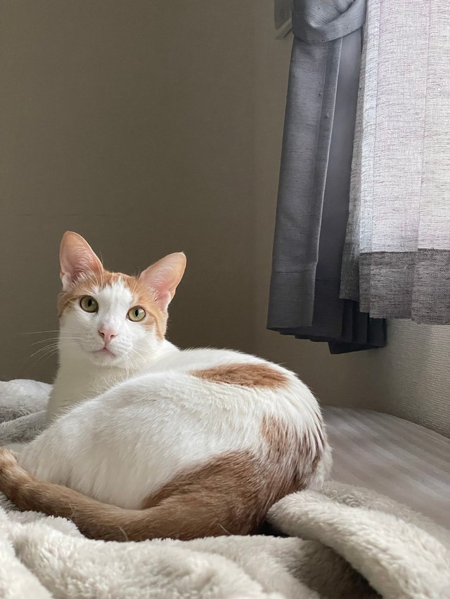 起きている時も可愛らしい、はちくん（画像提供：鯖の味噌煮。さん）