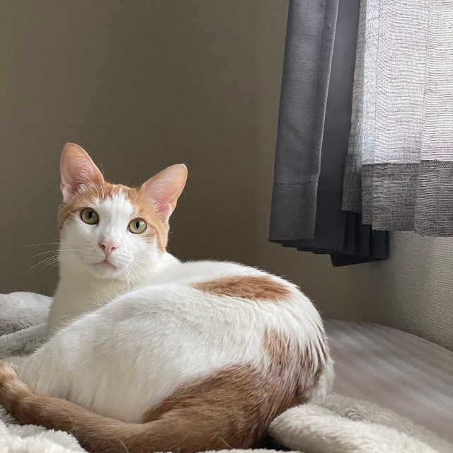 起きている時も可愛らしい、はちくん（画像提供：鯖の味噌煮。さん）