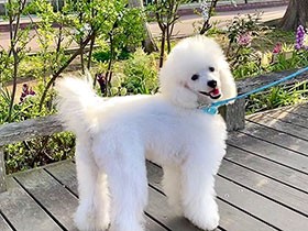 暴れん坊トイプーにオロオロする一家　「安心して頼れる飼い主」をめざし生まれ変わる