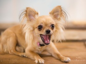 来客や電話、インターホン……　犬が吠える理由とやめさせるための対処法 