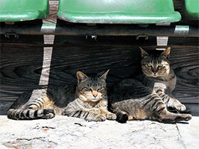 真幸駅の猫、満腹でうとうと　無人駅を支える住民が世話