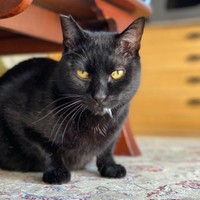 野性味あふれるクロちゃん