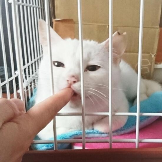 家にきたころの「咲耶」