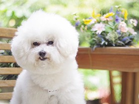 モデルポーズは得意だよ　ビションフリーゼの「もも」