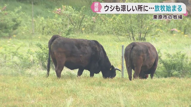 牛の放牧が始まる　宮城・栗原市の牧場