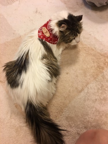 職場の同期が心配して、市谷亀岡八幡宮のお守りのペット用バンダナをプレゼントしてくれた、本当にありがたく、亡くなるまでずっと身につけていた