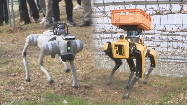 犬型ロボットを農業支援に活用　岡山大学で体験会　自動運転で最大14kgの荷物を運ぶ
