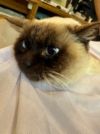 保護した猫チャンは妊娠していることがわかりました！