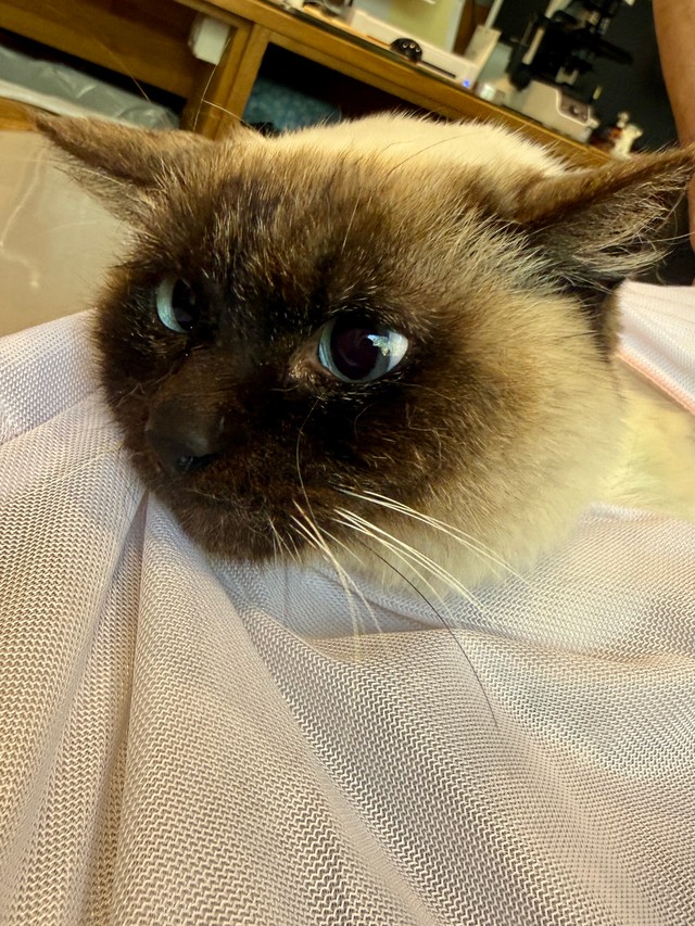 保護した猫チャンは妊娠していることがわかりました！