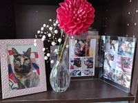 綺麗に飾られた、ぽんずちゃんの居場所