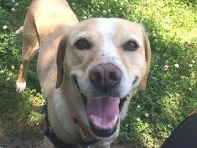 ドッグランに置き去りにされた犬　夫婦になじみ天真爛漫に