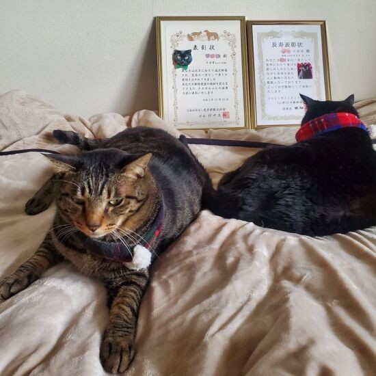 キャプ「２枚とも額にいれてもらってよかったね」ちょっとうらやましいはっぴー