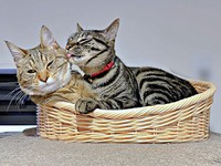 仲良くカゴの中におさまる（左から）こまちゃん、るなくん（画像提供：むぎさん）