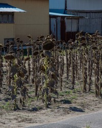 集団だからこそ悲壮感が増します。 ※えぬびいさん提供