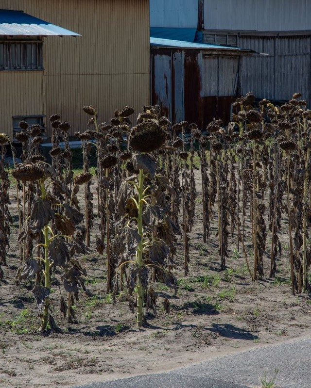 集団だからこそ悲壮感が増します。 ※えぬびいさん提供