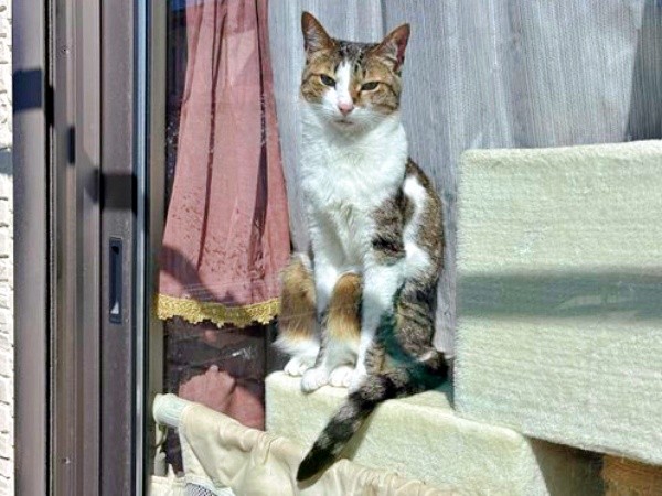 窓辺で手を振ってくれる人を眺めるレモンちゃん（画像提供：レモンとソーダさん）