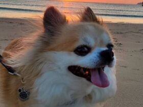 海風が気持ちいいね～夕日を見に海岸まで来たよ　チワワ「サク」