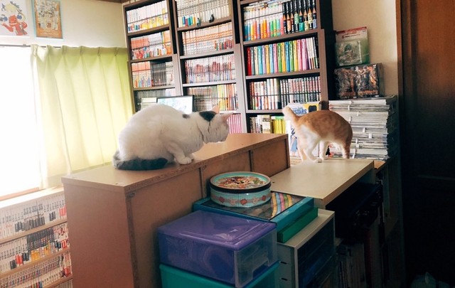 実家でともに暮らした猫たち（画像提供：相澤いくえさん）