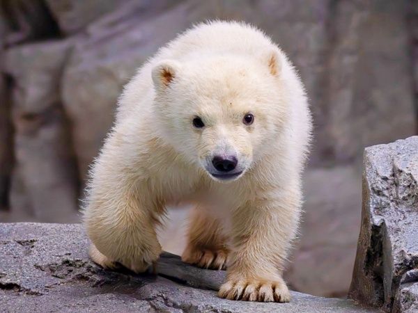 ホッキョクグマの赤ちゃんがコーンを重ねかぶり！