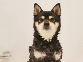 いい子でシャンプー中の柴犬「ジーマ」　大好きなグランマにあやかってこの名前に