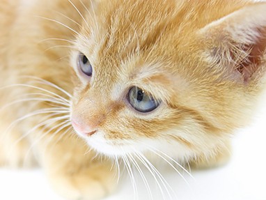 ネコのインフル、ヒトでも流行する可能性？！　東大などが研究