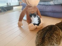 良い感じの座り心地だニャ～（画像提供／ちぃ　ごまさん）