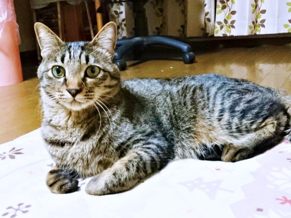 すっかりイケニャンになった7、８歳の頃の正宗くん（画像提供：よしゅあさん）