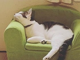 夜道をついて来た子猫　迷った末、家に入れると手放せなくなった