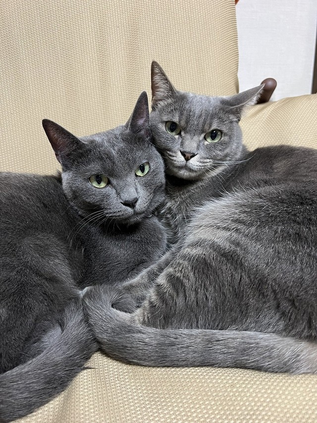 しおくん、同居猫さんのみりんちゃんとともに（画像提供：まるこさん ）