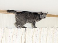 カーテンレールの上も悠々と登る風助くん（画像提供：kanaeさん）