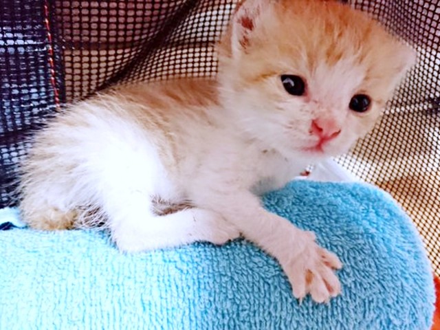 子猫時代のきなこちゃん_少しずつおうちに慣れていきました（画像提供：きなこさん）