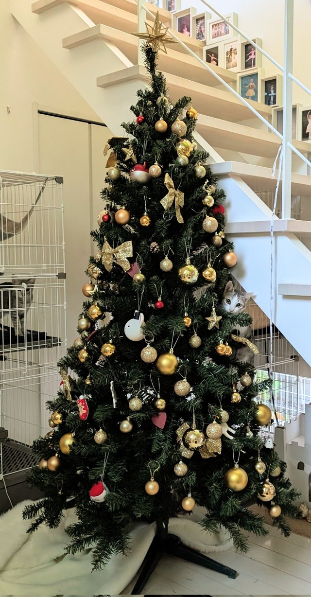 つけた覚えのないオーナメントが、、（提供：NPO法人　府中猫の会さん）