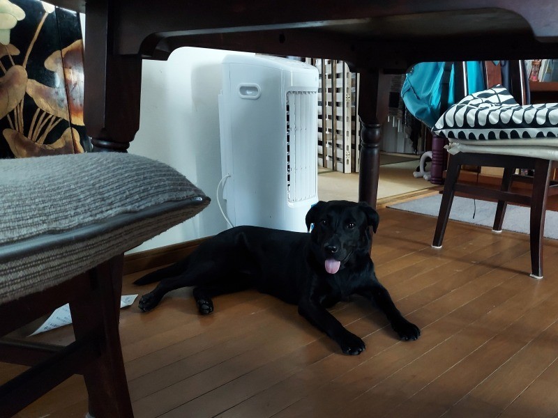 家にきたころの「セン」