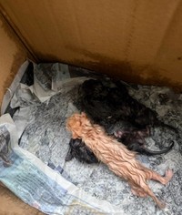 中にはへその緒のついた子猫4匹…（「moto保護猫シェルター」さん提供、Instagramよりキャプチャ撮影）