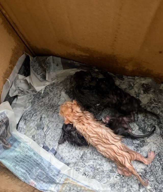中にはへその緒のついた子猫4匹…（「moto保護猫シェルター」さん提供、Instagramよりキャプチャ撮影）