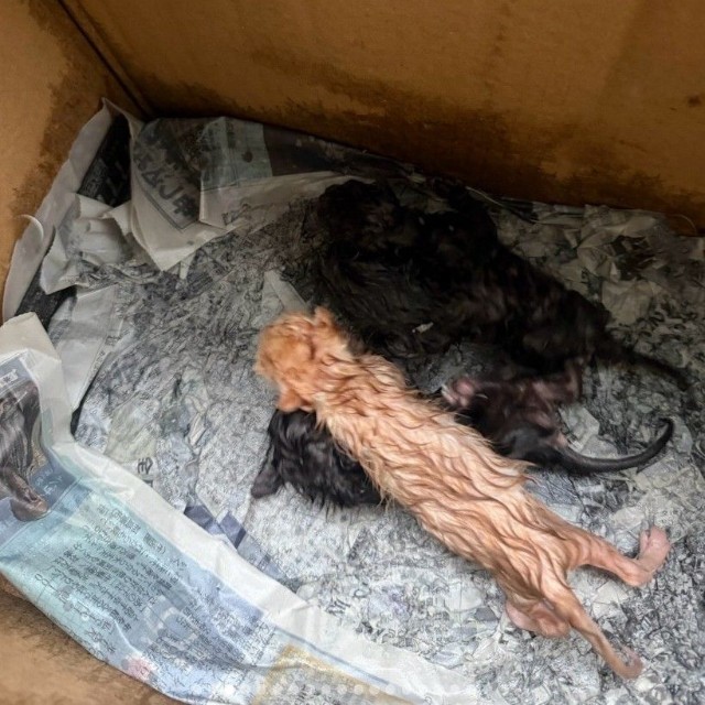 中にはへその緒のついた子猫4匹…（「moto保護猫シェルター」さん提供、Instagramよりキャプチャ撮影）