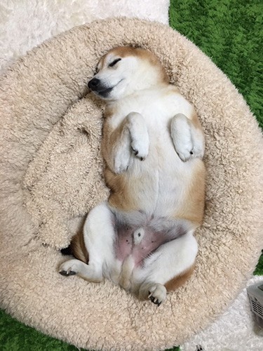 犬が寝ているときになでるのはほどほどに……（岡田友里香先生提供）