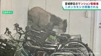駐車場にニホンカモシカが逃げ込み保護される　仙台・宮城野区