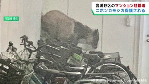駐車場にニホンカモシカが逃げ込み保護される　仙台・宮城野区