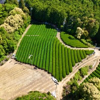 “オトンの畑を守りたい”（提供：茶農家の杉ちゃん【和束町】さん）
