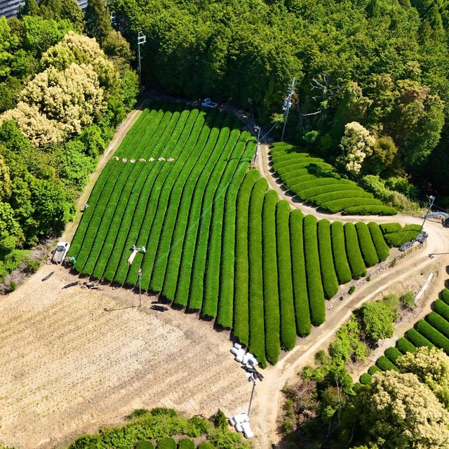 “オトンの畑を守りたい”（提供：茶農家の杉ちゃん【和束町】さん）
