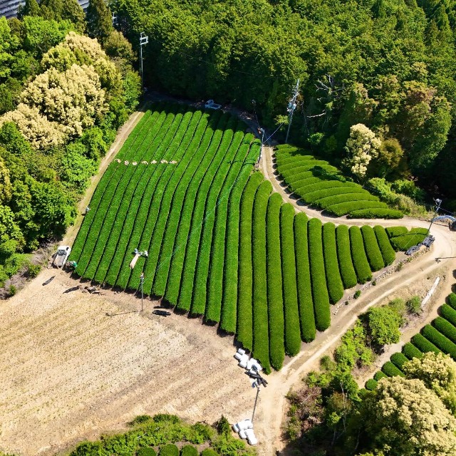 “オトンの畑を守りたい”（提供：茶農家の杉ちゃん【和束町】さん）
