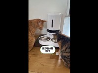 自動給餌器から出たフードを食べに来た妹猫・すずめちゃん（画像提供：コハク8号のお店屋さん）