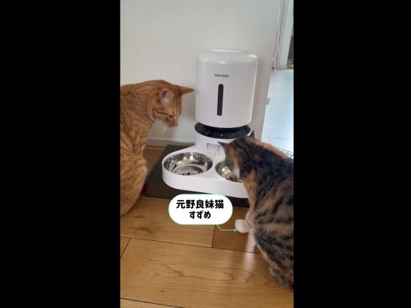 自動給餌器から出たフードを食べに来た妹猫・すずめちゃん（画像提供：コハク8号のお店屋さん）