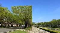 見事に『マイクラ』式に剪定されたイチョウ並木。 ※hasyagu/燥ぐさん提供