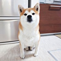 スンとした表情を愛らしい涼夏ちゃん（画像提供：Kさん）