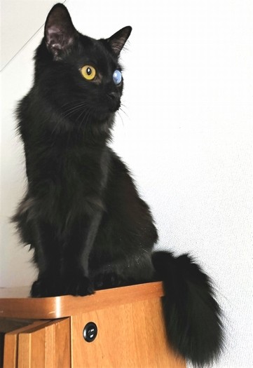 闇夜のような、漆黒の毛並みが美しい＝彩乃さん提供