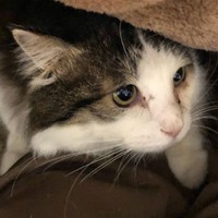 こたつの布団をめくるとぱんくんがこんにちは