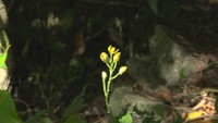 キンラン　香川・小豆島町中山地区　10日